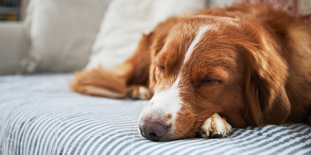 Leafpower Kategorie Anwendungen