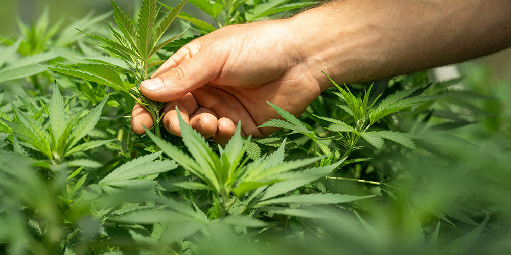 Leafpower Kategorie CBD Öle