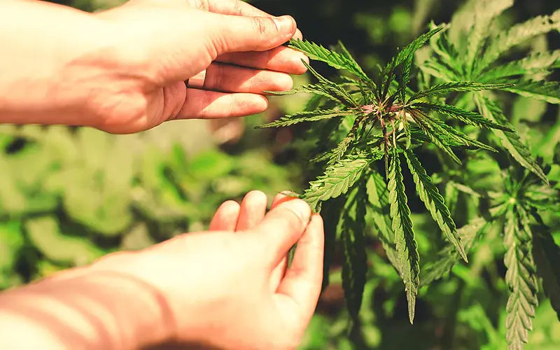 pure. CBD-Öle sind alle bio-zertifiziert. Warum das wichtig ist, erfahrt ihr in unserem CBD-Blog