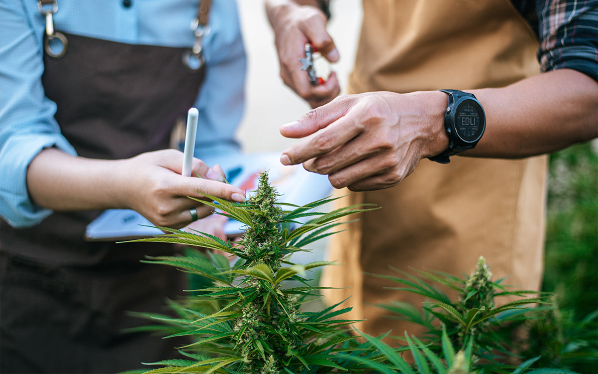 CBD legal kaufen: Das solltest du beim Onlinekauf beachten